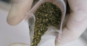 Можно ли ввозить в россию макароны с коноплей
