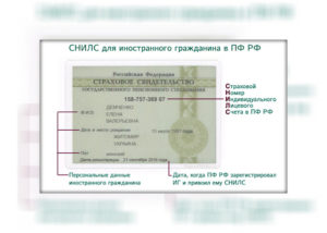Как узнать снилс по паспорту и инн