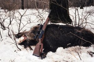 Наказание за добычу кабана в частных угодьях