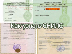 Как узнать снилс по паспорту и инн
